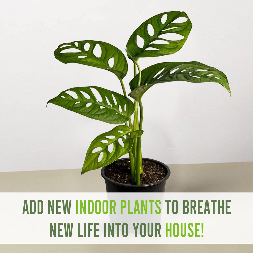 Swiss Cheese Plant Live Indoor Houseplant Easy to Grow N7518