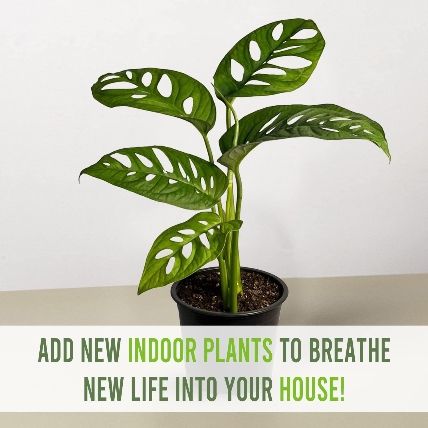 Swiss Cheese Plant Live Indoor Houseplant Easy to Grow N7518