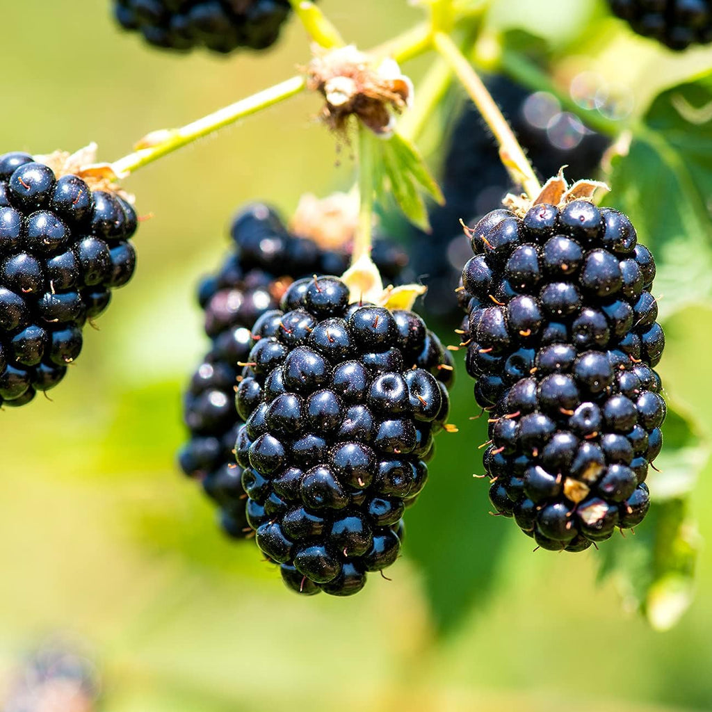 Thornless Blackberry Bush for Outdoor Planting Q206630