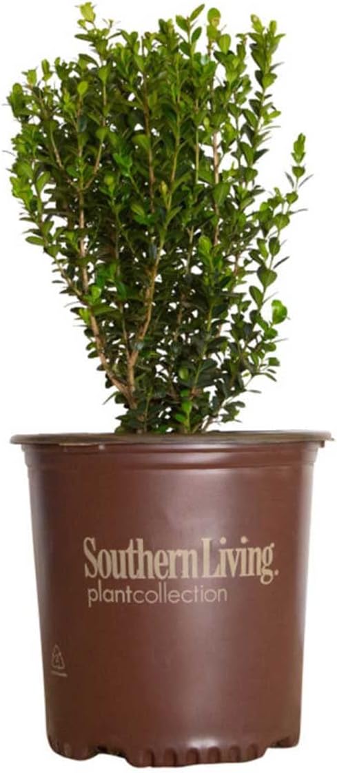 Boxwood Evergreen Shrub, Full Sun to Part Shade, Live Outdoor Plant M694934