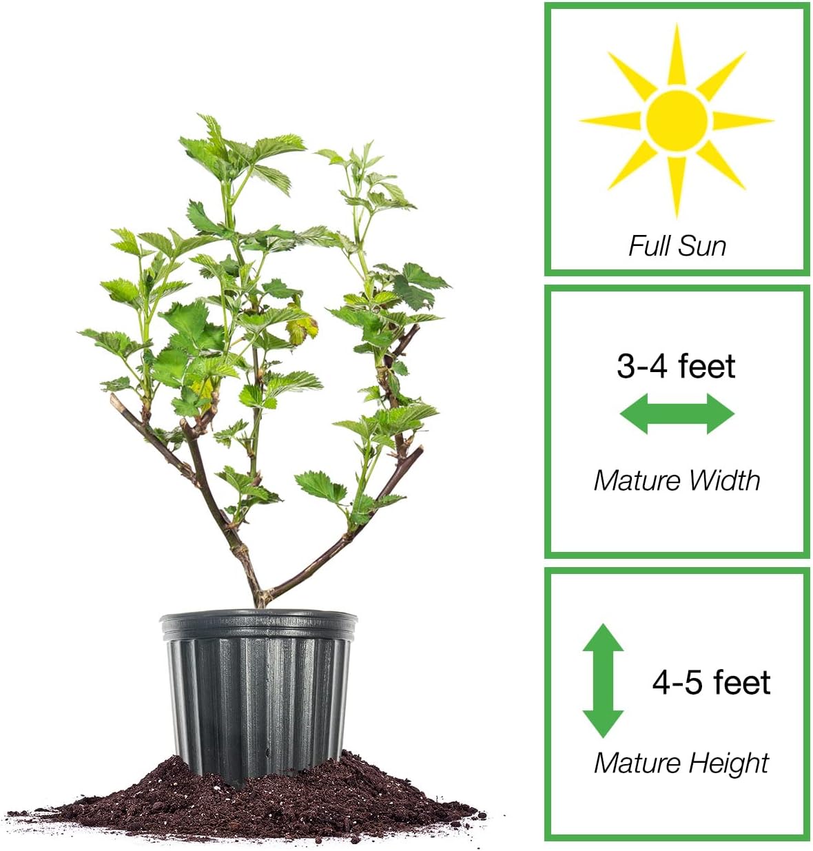 Triple Crown BlackBerry Bush 1 Gallon Live Vining Fruit for Outdoor Planting G153