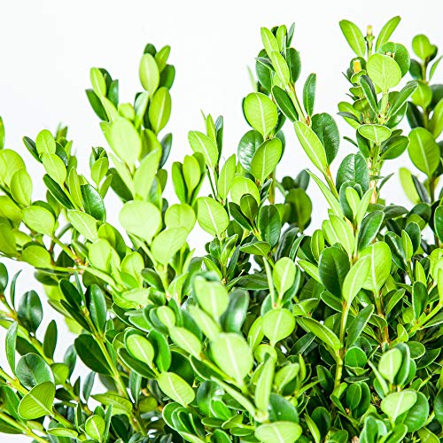 Wintergreen boxwood, 1 gallon, with plant food D129