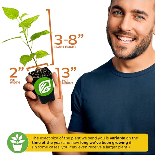 Dwarf Everbearing Black Mulberry Tree Live Plant A933717
