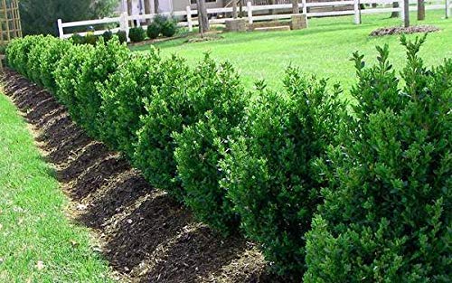 Boxwood - 10 Live Plants - Cold Hardy Evergreen Shrub B7618