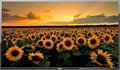 Jensen JE5023 LED TFT 50" TV, AC Power, 1920 x 1080 Resolution, Integrated HDTV (ATSC) Tuner, 16:9 Aspect Ratio, TV Stand Not Included
