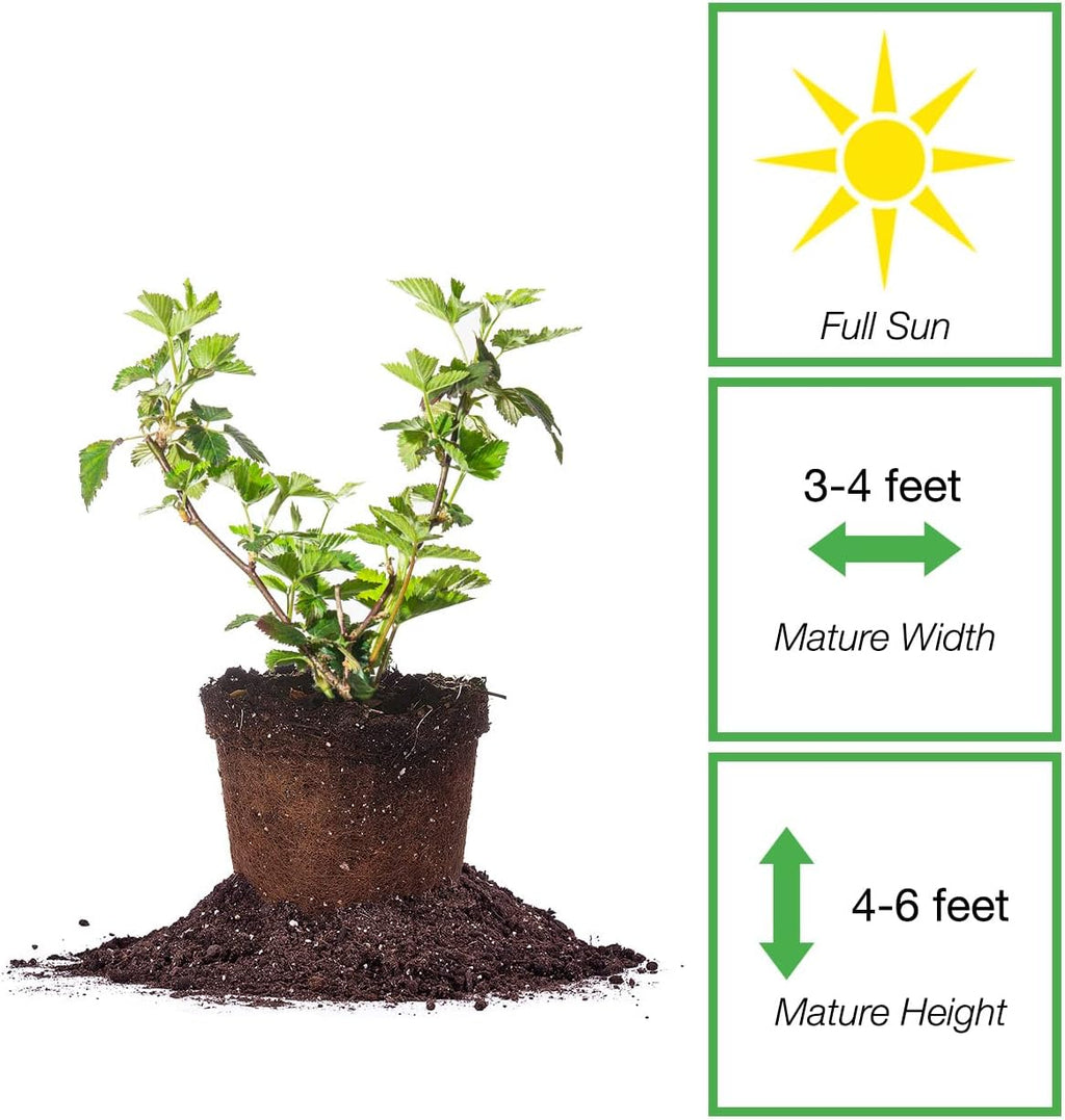 Black Satin BlackBerry Bush 1 Gallon Live Fruit Tree for Outdoor Planting Z322788