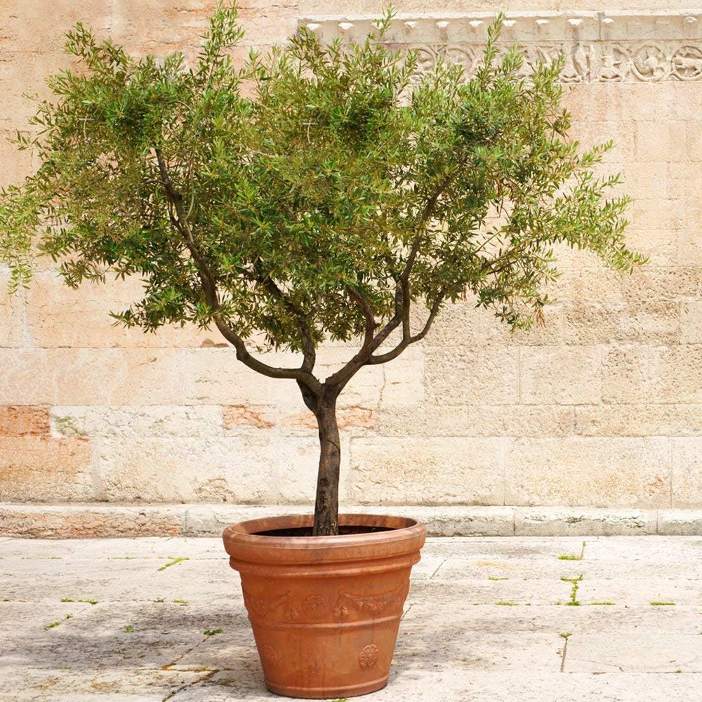 Live Olive Tree in 6 Inch Pot N17697