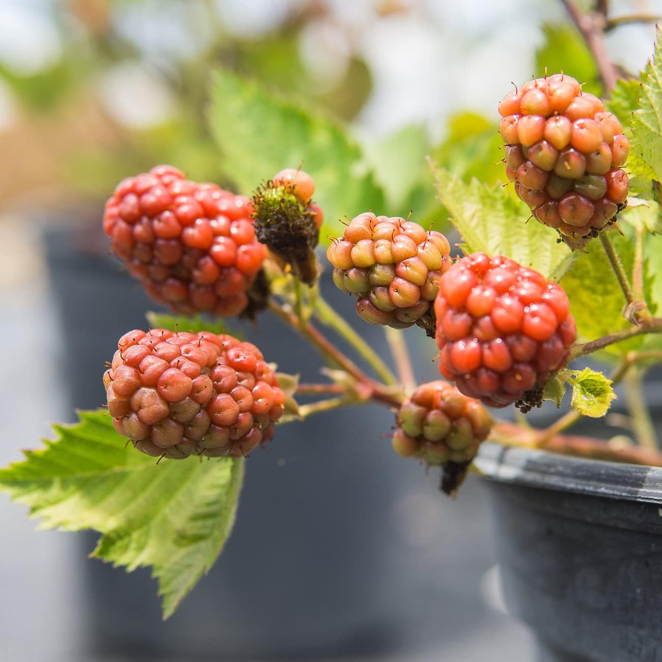 Black Satin BlackBerry Bush 1 Gallon Live Fruit Tree for Outdoor Planting Z322788
