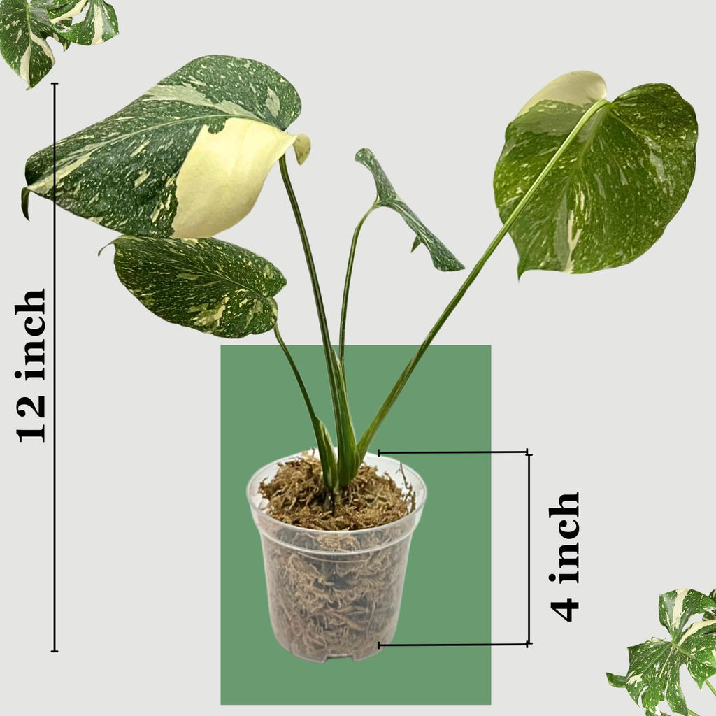 Thai Constellation Monstera Live Plant, Fully Rooted Indoor Decor T1906