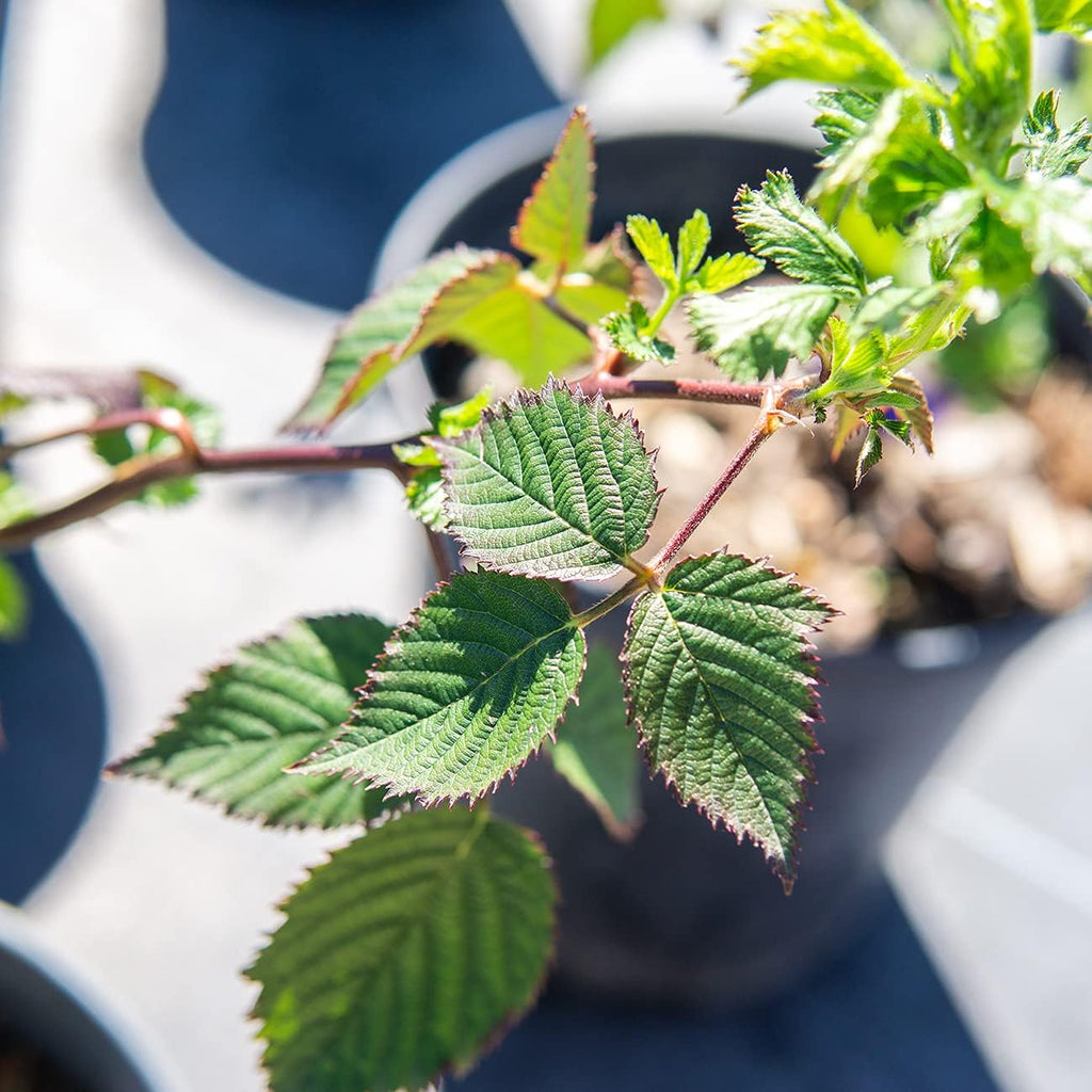 Thornless BlackBerry Bush, 1 Gal. Pot F91583