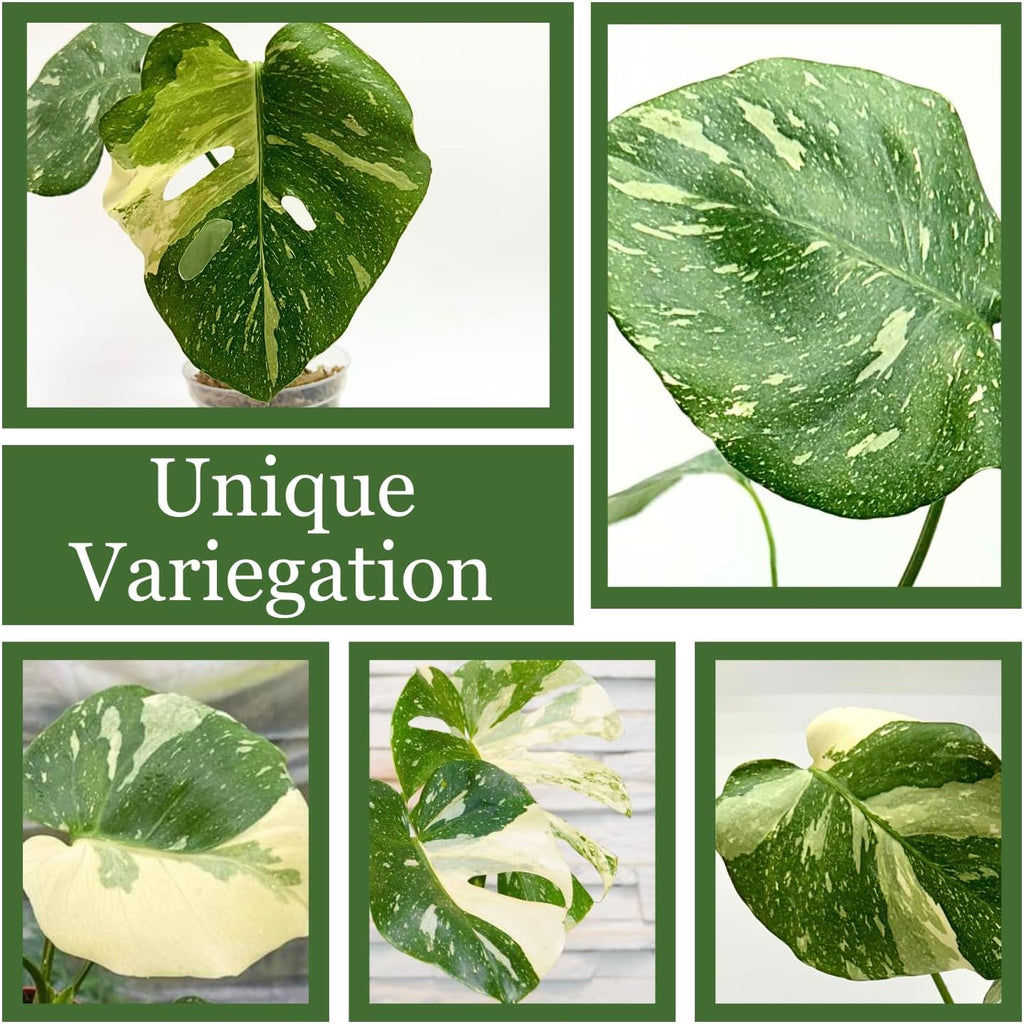 Thai Constellation Monstera Live Plant, Fully Rooted Indoor Decor T1906