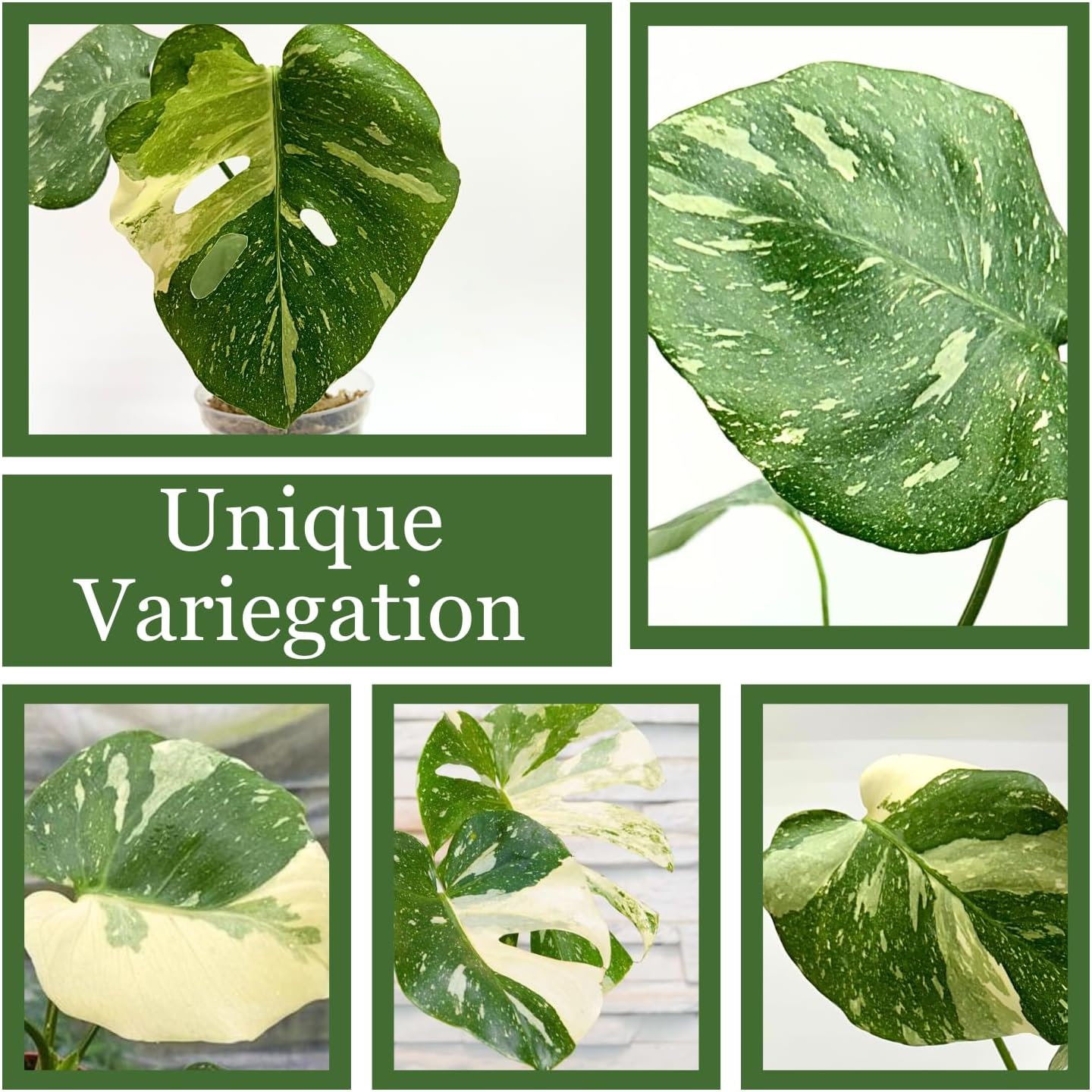 Thai Constellation Monstera Live Plant, Fully Rooted Indoor Decor T1906