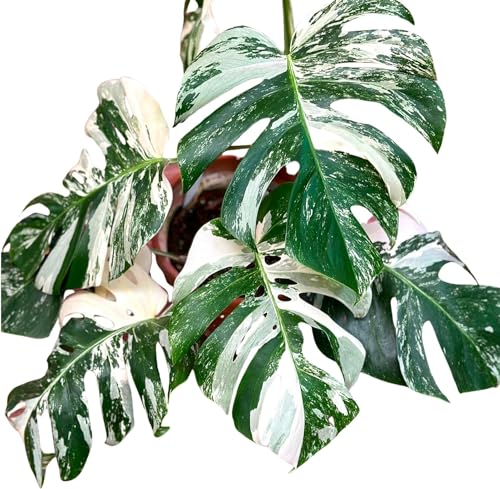 Monstera Albo Plant Live 18-24 Inches - Variegata Leaf Rare Plants Cutting with Roots Highly Variegated Leaves Fenestrations Indoor Houseplant for Home Office Wedding Birthday Gift