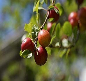 Plum Tree - Self Pollinating - Live Plant 2 to 3 Feet Tall S62033