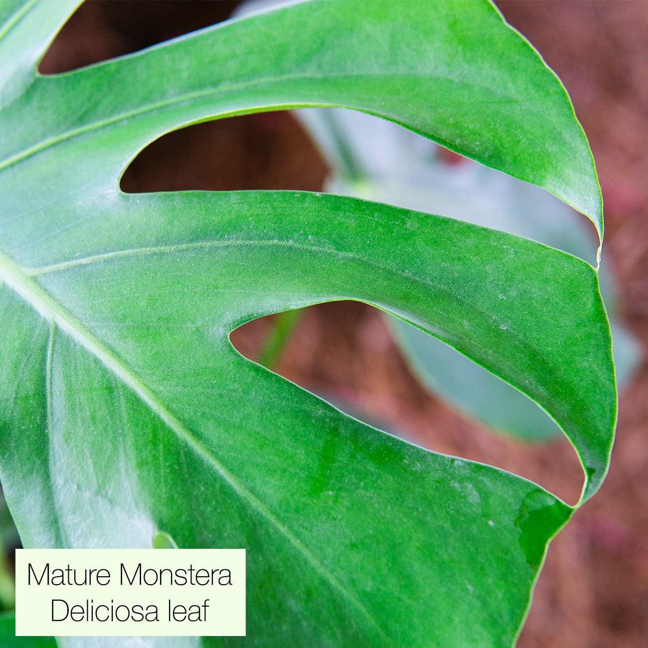 Monstera Deliciosa in 6in Grower's Pot, Live Indoor Houseplant B80299
