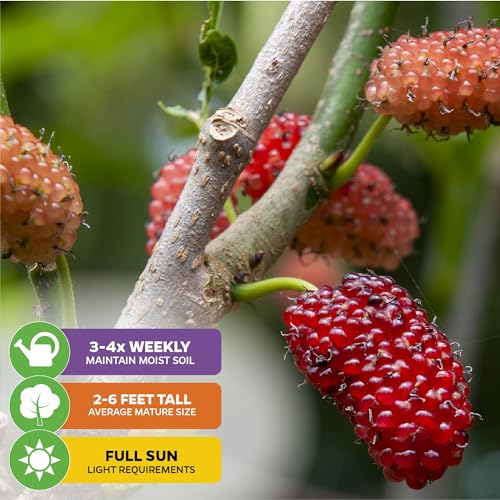 Dwarf Everbearing Black Mulberry Tree Live Plant A933717