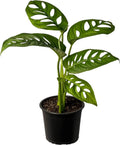 Monstera Adansonii Swiss Cheese Plant | Live Plants Indoor for Decoration| Monstera Adansonii Indoor houseplant | Monstera Live Plant Easy to Grow Indoor| Air Purifying Indoor Plant