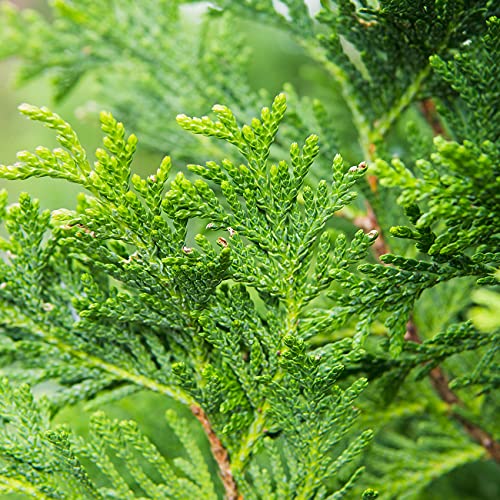 Thuja Green Giant 1 Gallon Privacy Evergreen Arborvitae M24599