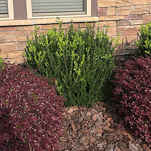 Wintergreen Boxwood 2.25 Gal, Green Foliage Q333