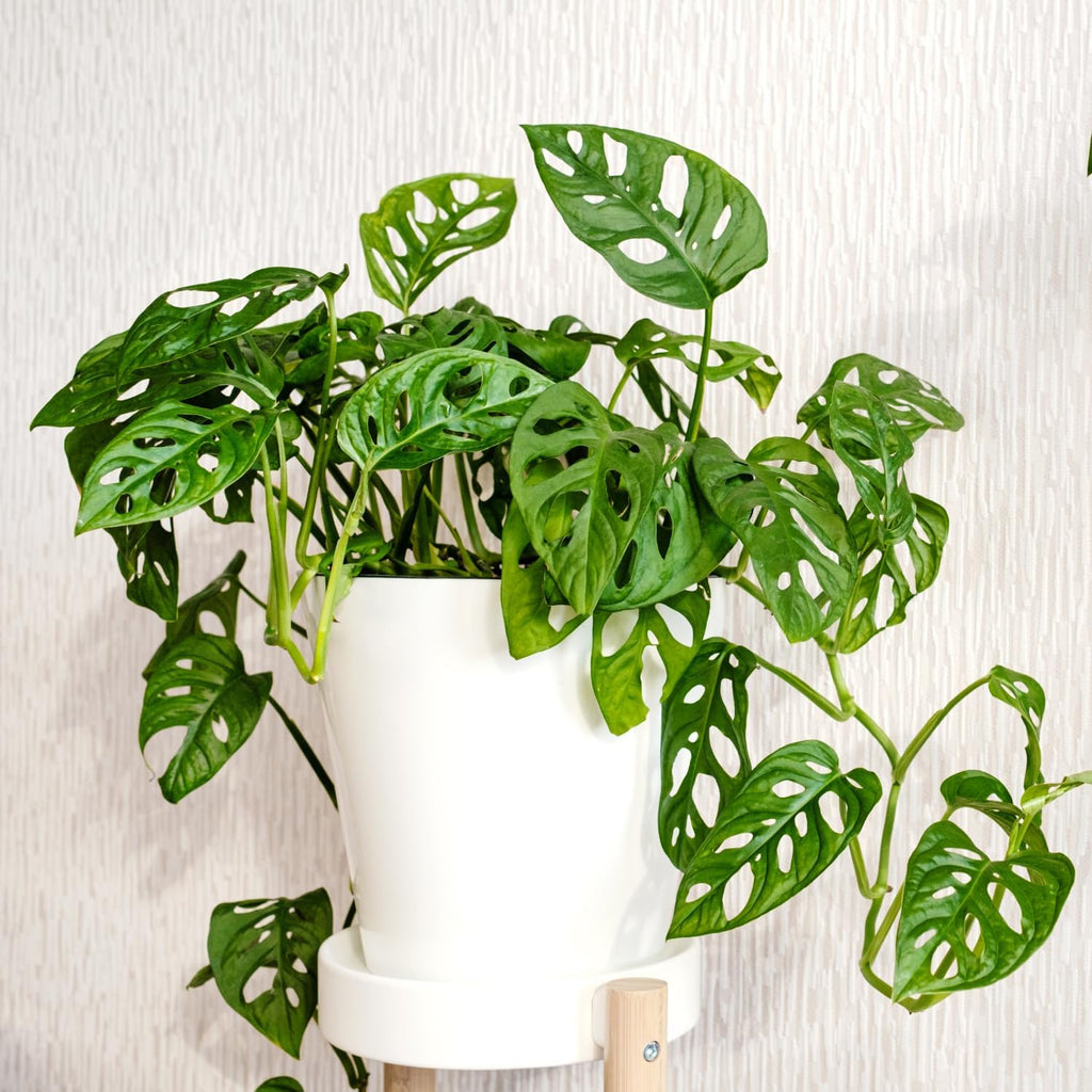 Monstera Adansonii Plants - Swiss Cheese Plants Live - 2 Live Plants in A Pot - House Plant for Indoor Planting