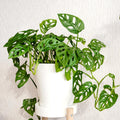 Monstera Adansonii Plants - Swiss Cheese Plants Live - 2 Live Plants in A Pot - House Plant for Indoor Planting