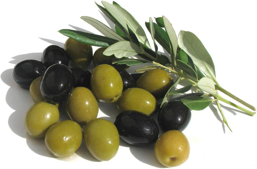 Live Olive Tree in 6 Inch Pot N17697
