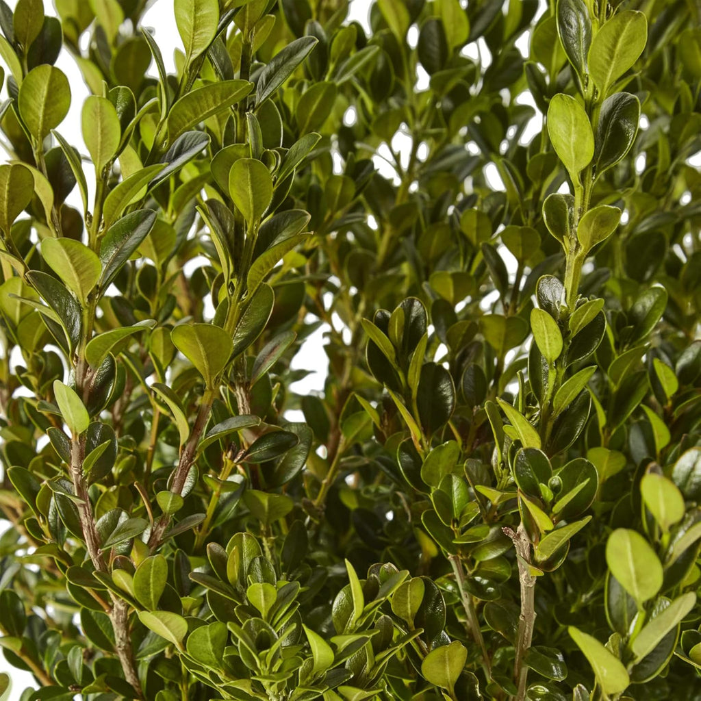Wintergreen Boxwood 2.25 Gal, Green Foliage L84782