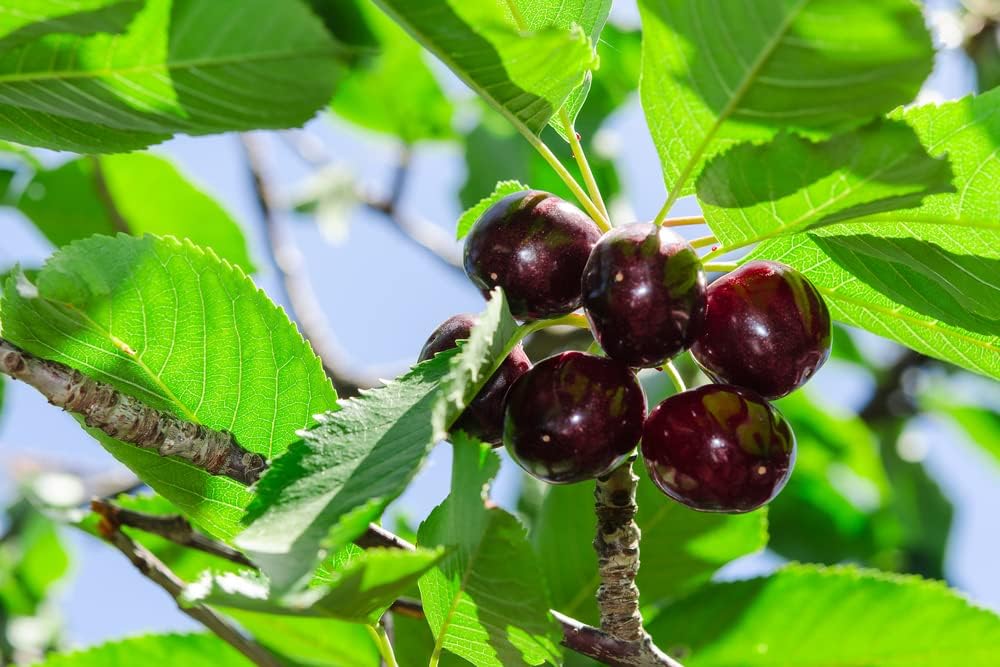 Black Cherry Fruit Tree Seeds for Planting, Non GMO Heirloom, 25+ Seeds J25420
