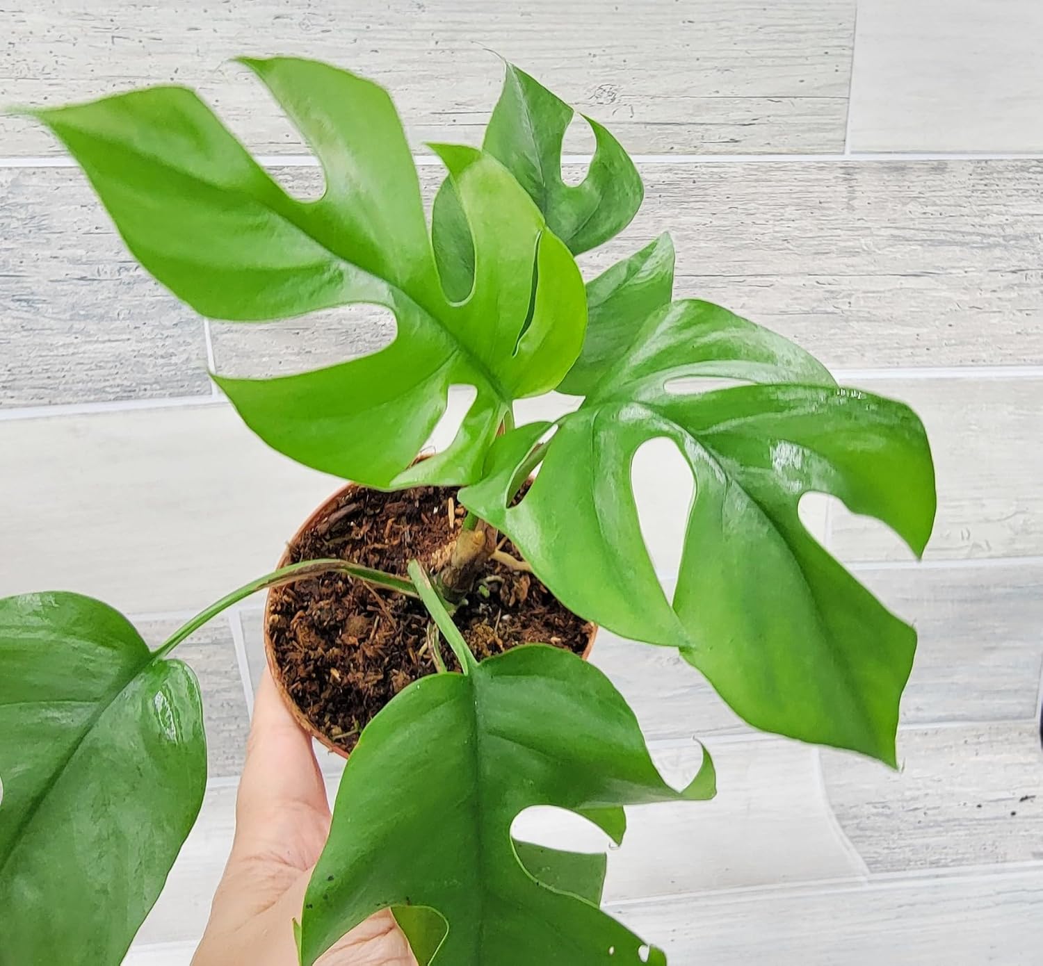 Rare Mini Monstera, Philodendron Rhaphidophera Tetrasperma Live Plant, Ginny Philodendron in 3 inch Pot by 3exoticgreen