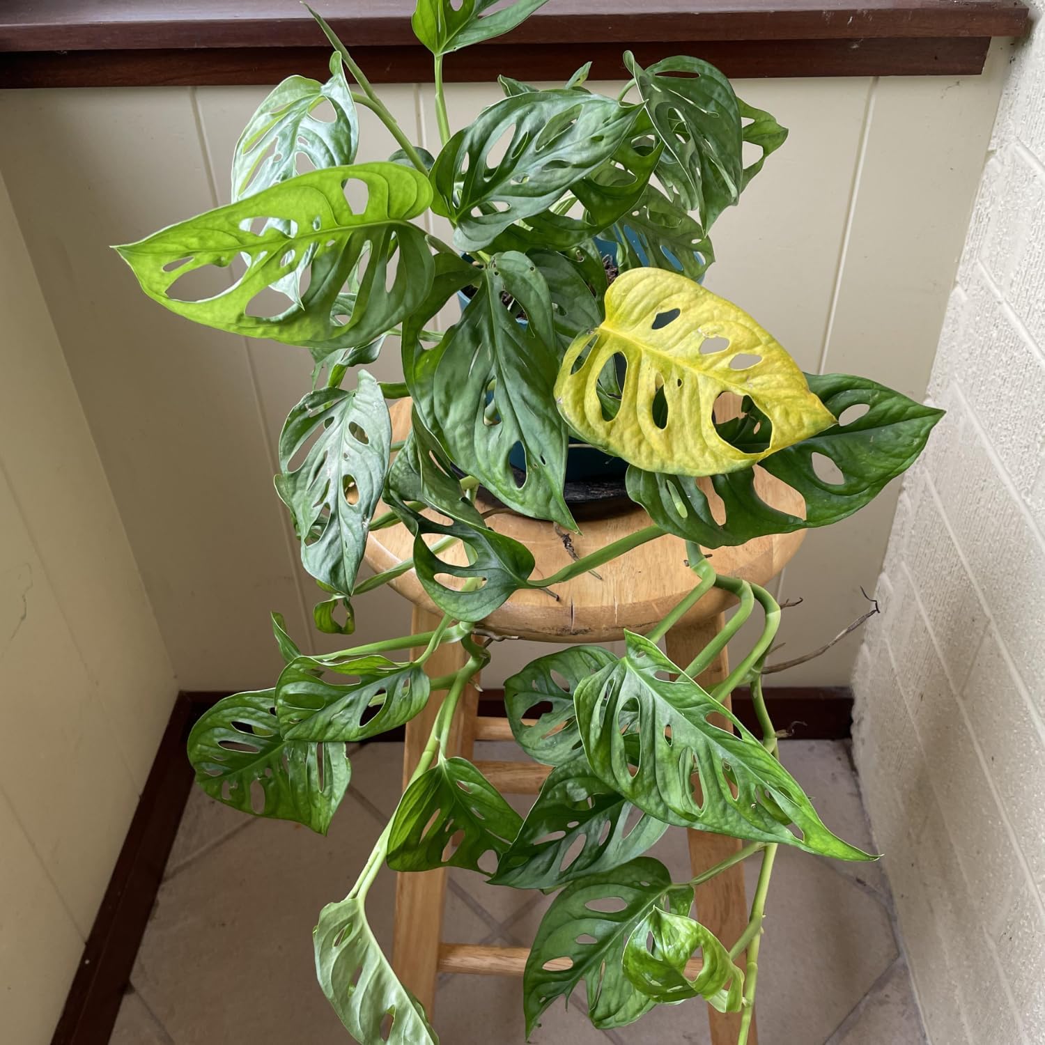 Swiss Cheese Plants Live - 2 Plants in Pot - Indoor House Plant U62139
