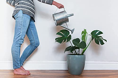 Monstera Deliciosa Plant with Edible Fruits, Split Leaf Philodendron, 10" Pot I94518