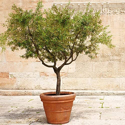 Live Olive Tree in Pot for Indoor Growing Q39049