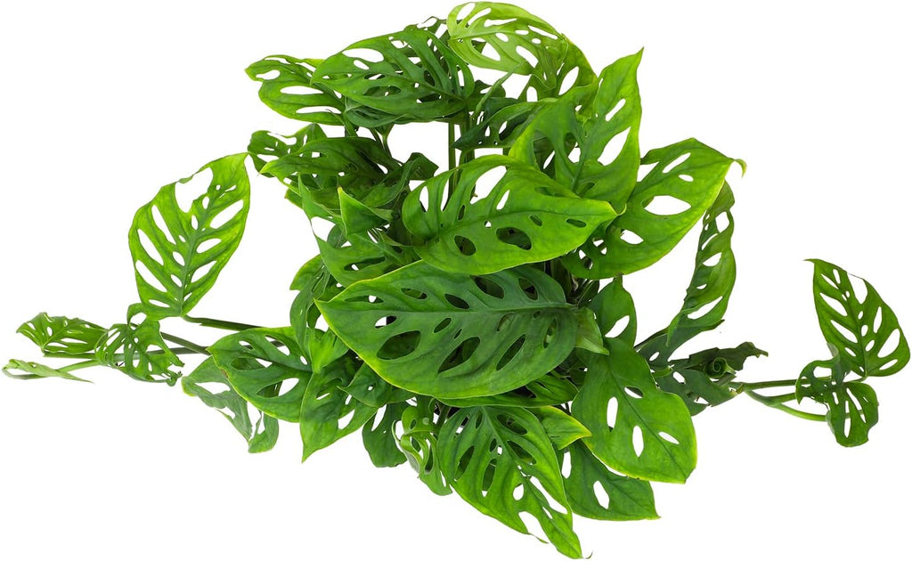 Swiss Cheese Monstera Adansonii Live Plant in Hanging Basket N73196