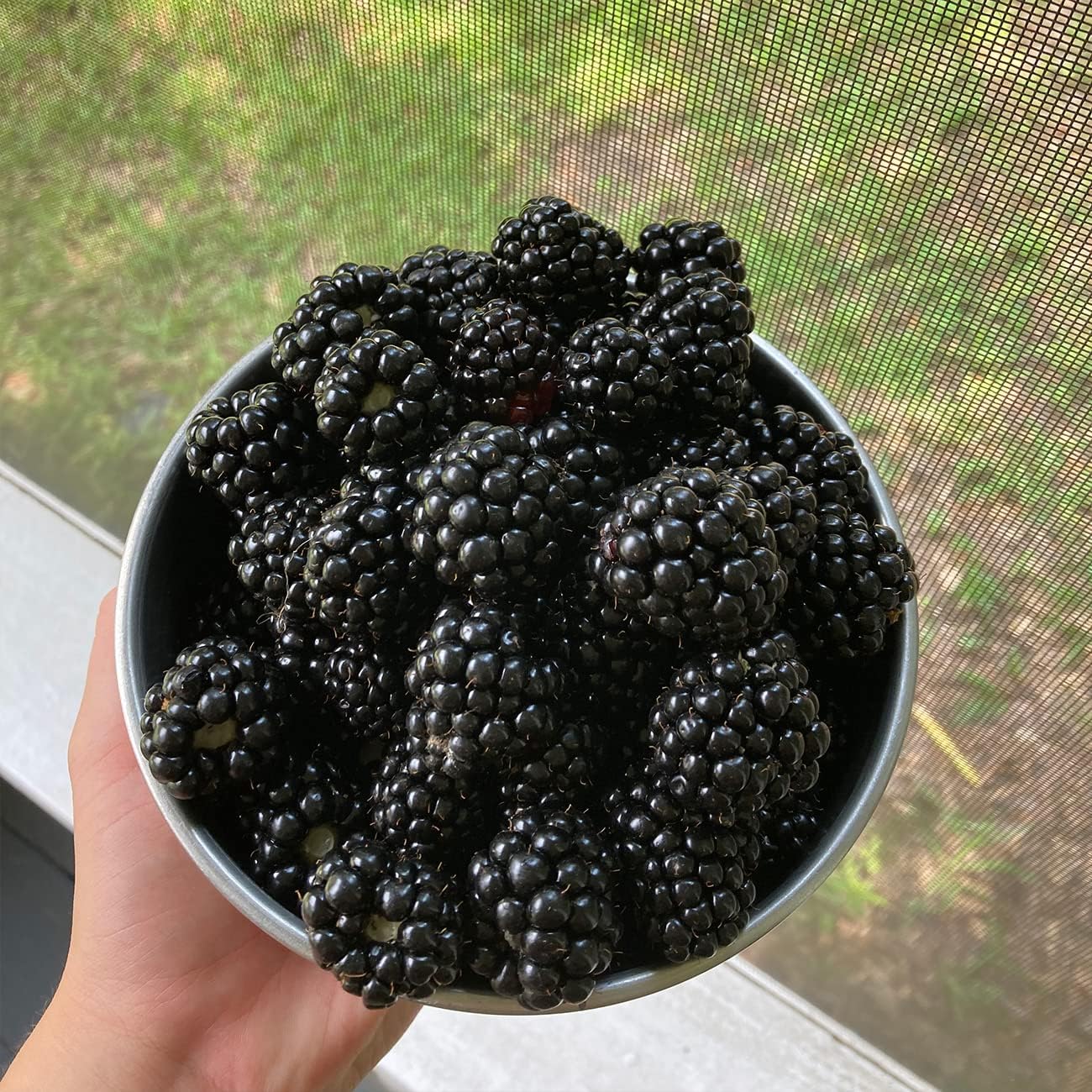 Black Satin BlackBerry Bush 1 Gallon Live Fruit Tree for Outdoor Planting Z322788