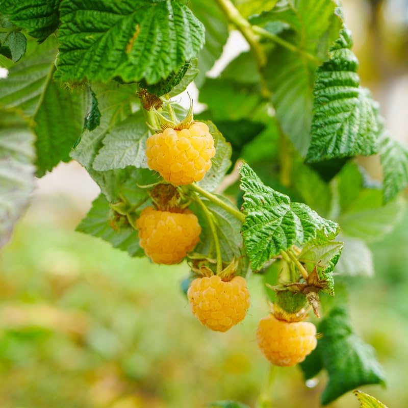 Black Raspberry Plants Live for Planting, 1-2 Years Old D8921