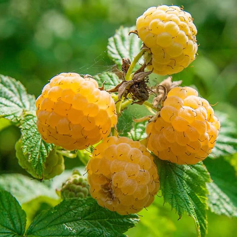 Black Raspberry Plants Live for Planting, 1-2 Years Old D8921