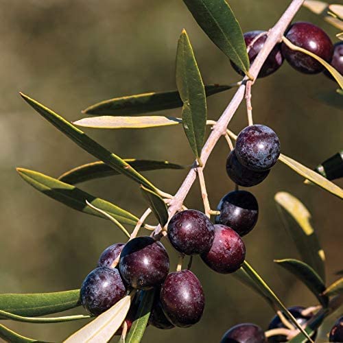 Live Olive Tree in Pot for Indoor Growing Q39049