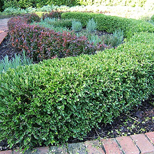 Wintergreen boxwood, 1 gallon, with plant food D129