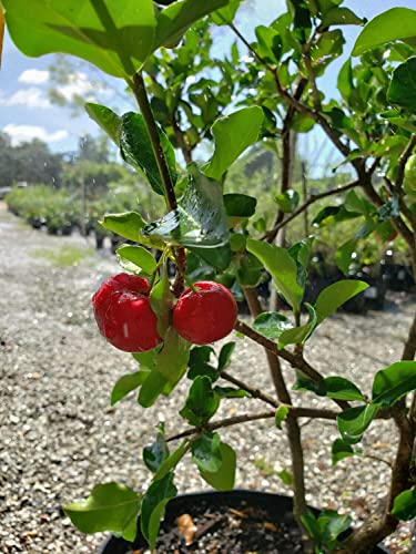Barbados Cherry Tree Live Plant in 6 Inch Grower's Pot G714207