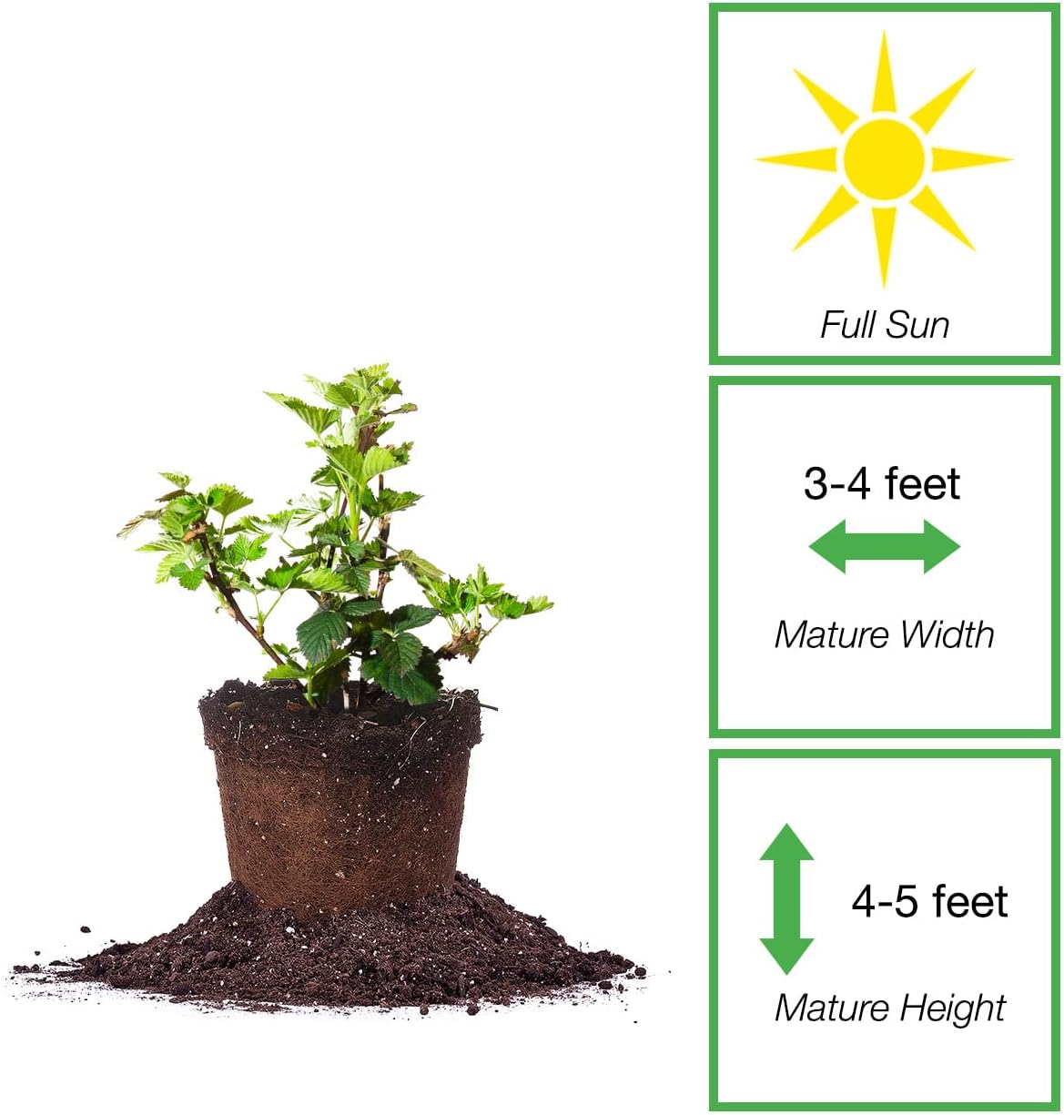 BlackBerry Bush 1 Gallon Live Plant for Outdoor Planting H468