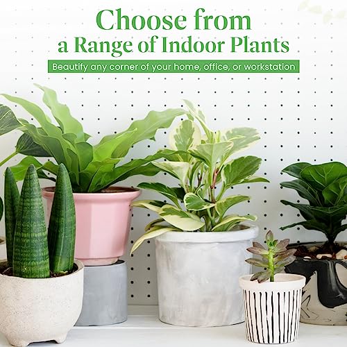 Monstera Adansonii Wide Leaf Swiss Cheese Vine, 4-Inch Pot, Live Indoor Houseplant H9019