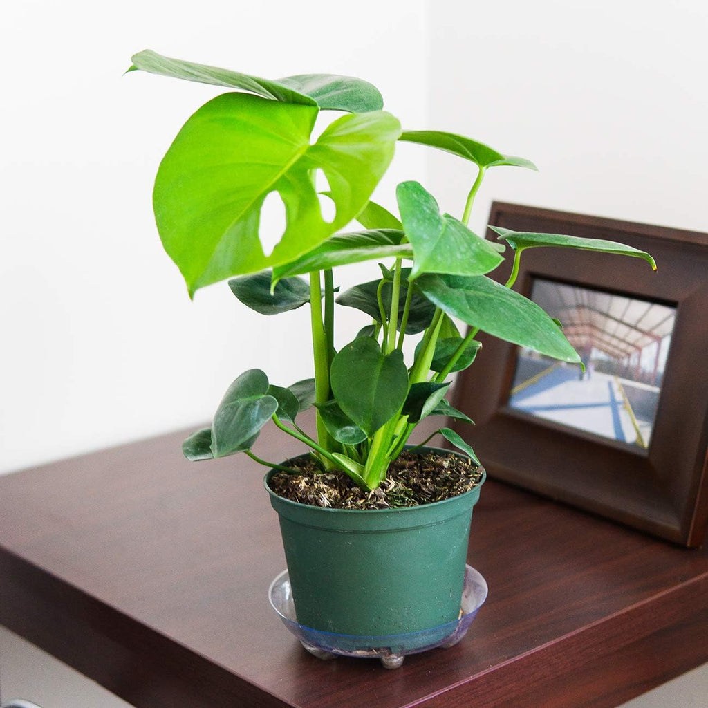 Monstera Deliciosa in 6in Grower's Pot, Live Indoor Houseplant B80299
