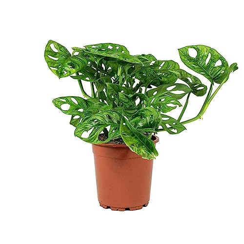 American Plant Exchange Monstera Adansonii Wide Leaf, Swiss Cheese Vine, 4-Inch Pot, Real Indoor Houseplant, Exotic Look, Easy to Care Live Plant