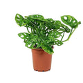 American Plant Exchange Monstera Adansonii Wide Leaf, Swiss Cheese Vine, 4-Inch Pot, Real Indoor Houseplant, Exotic Look, Easy to Care Live Plant