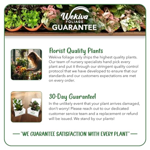 Barbados Cherry Tree Live Starter Plant in 2 Inch Pot D762