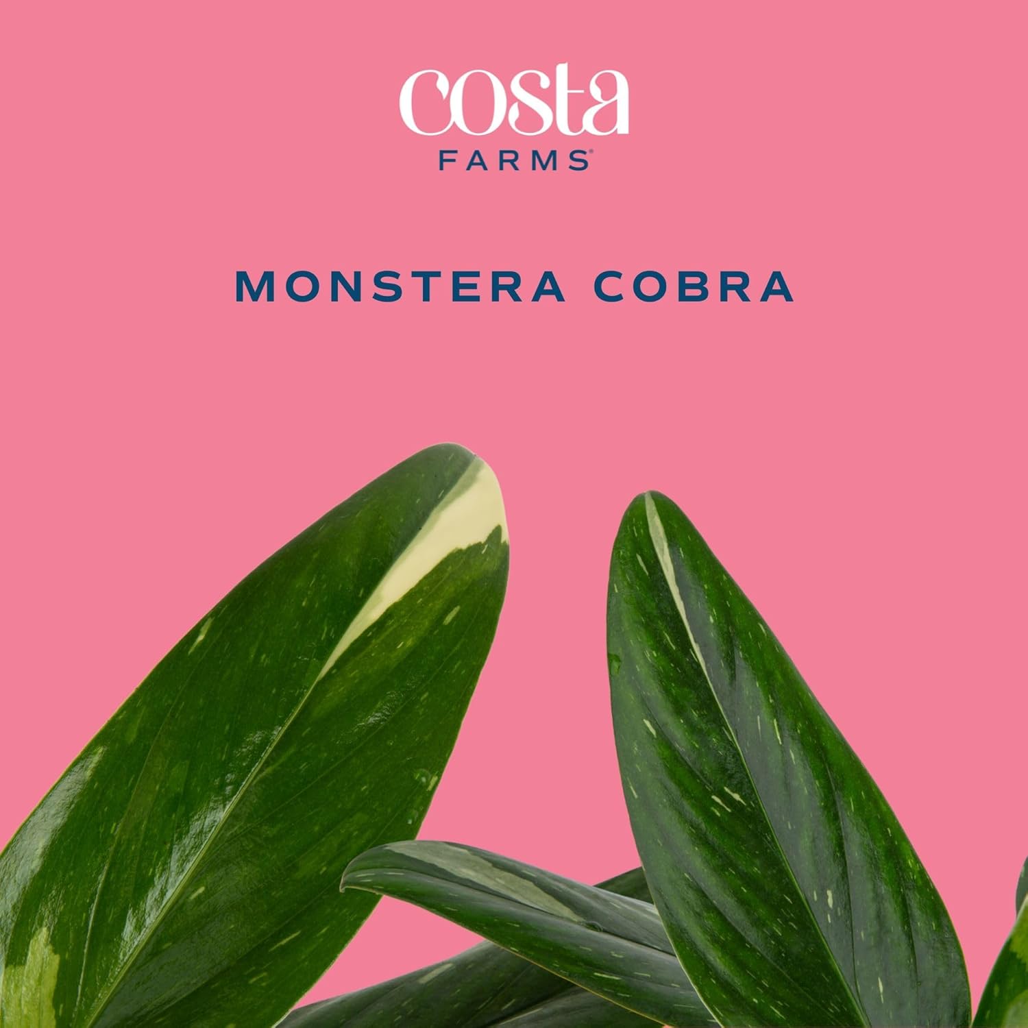 Monstera Cobra Live Indoor House Plant in Self-Watering Pot O7213