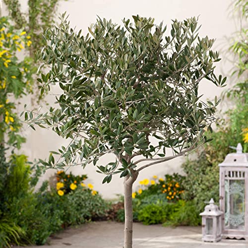 Live Olive Tree in Pot for Indoor Growing Q39049