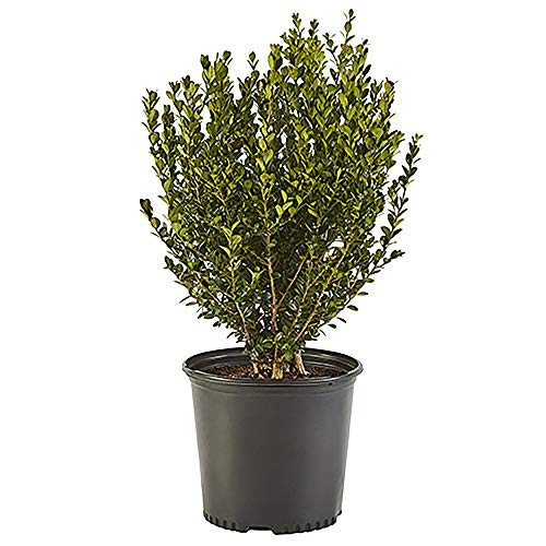Shrub Wintergreen Boxwood 2.25 Gal, 3 Gallon, Green Foliage