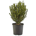 Shrub Wintergreen Boxwood 2.25 Gal, 3 Gallon, Green Foliage