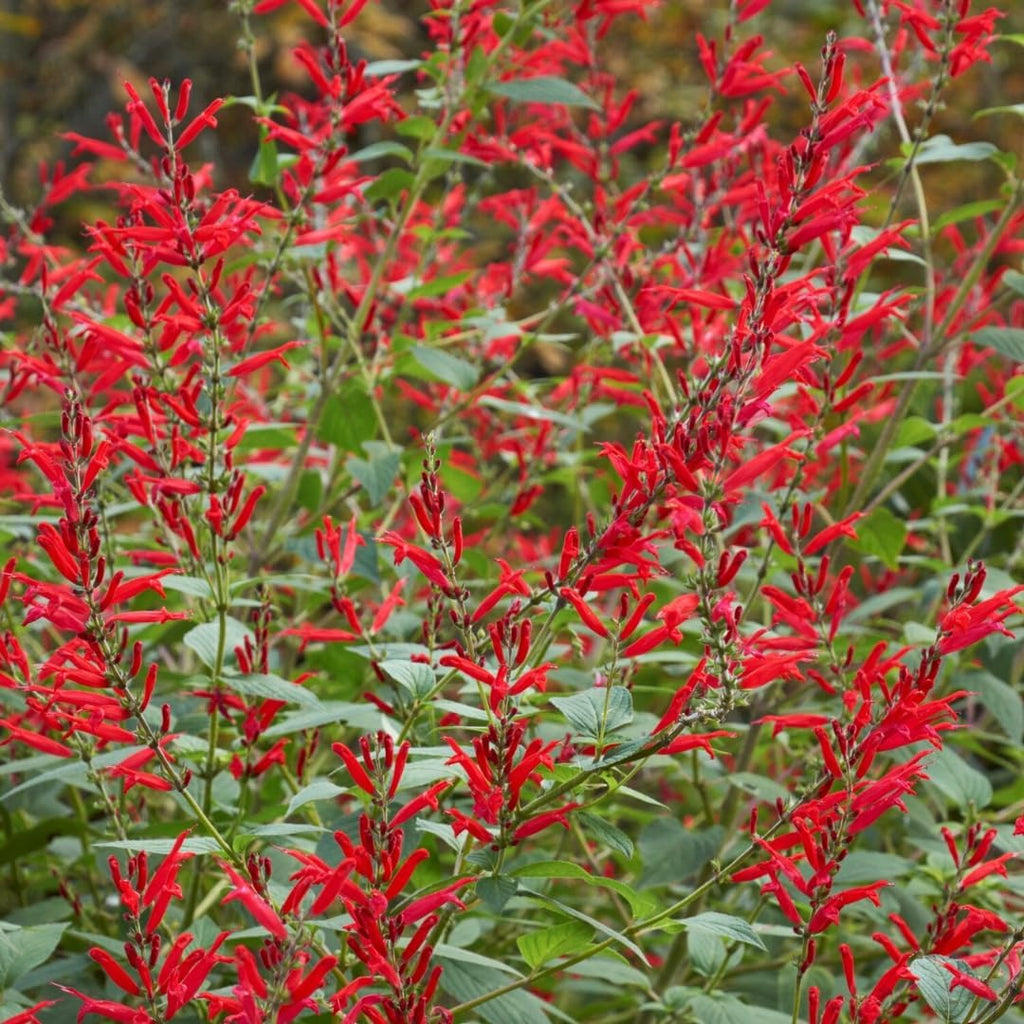 Red Pineapple Sage Plants, Live in Pot, Summer Blooms B108